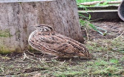 Mixed Breed birds for sale: Japanese Quail - Image 6