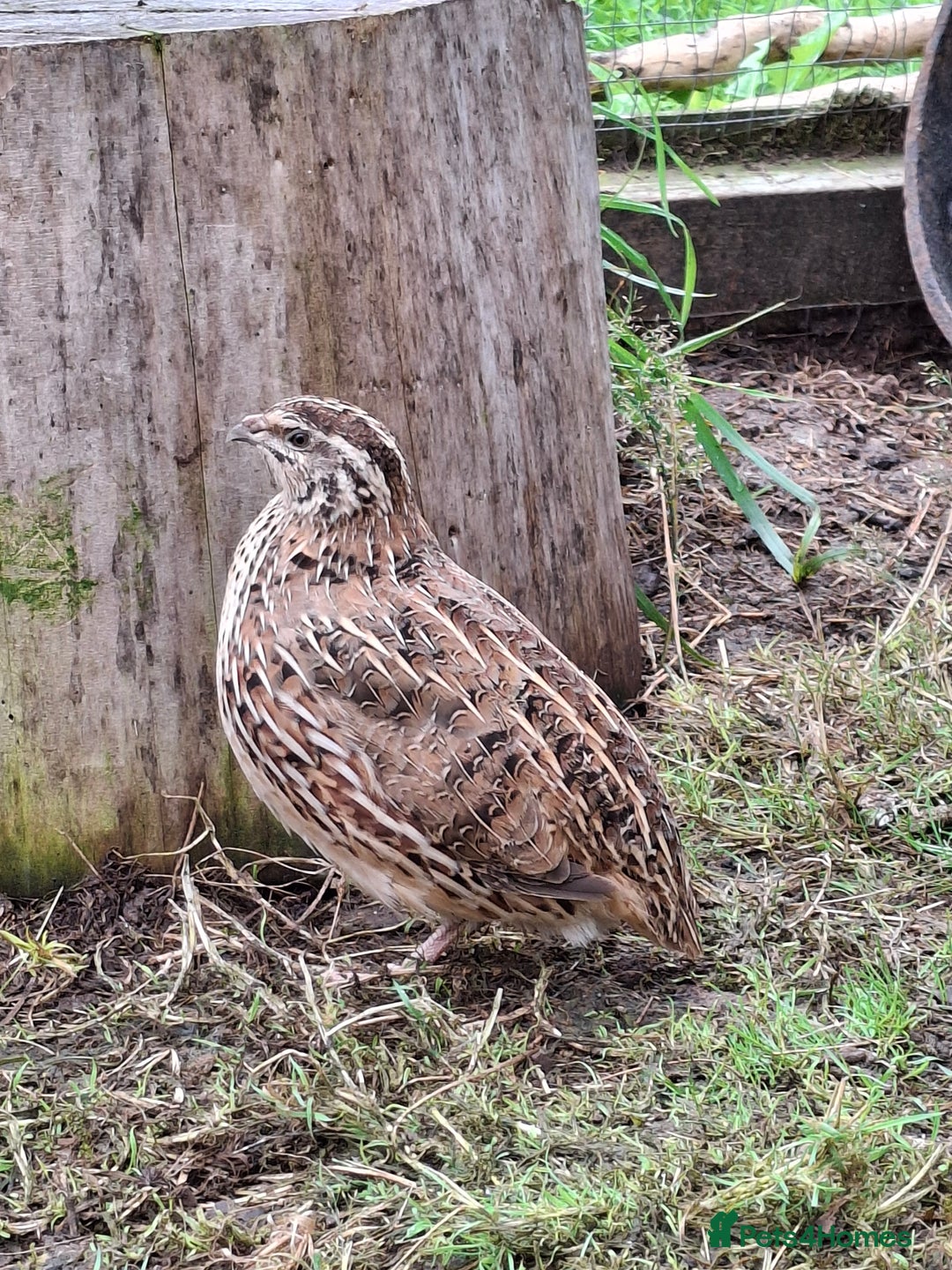 Mixed Breed birds for sale: Japanese Quail - Image 6
