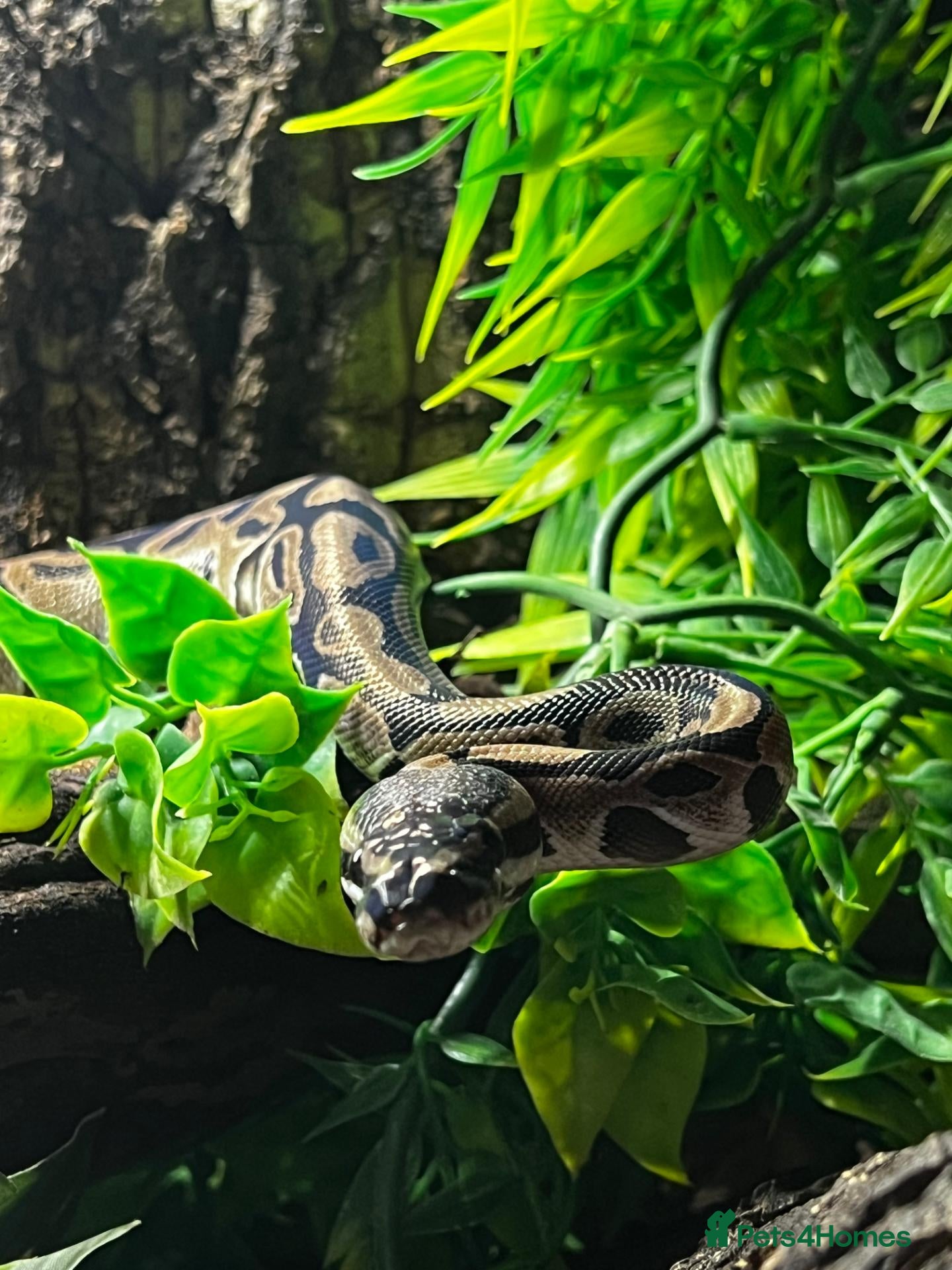 Python Snake reptiles Male VPI axanthic royal python - Advert 1