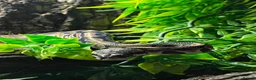 Python Snake reptiles for sale: Male VPI axanthic royal python in London - Advert 1
