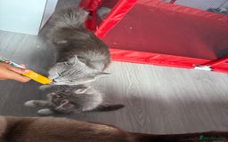 British Shorthair cats for sale: Last one left grey and white female  - Image 19