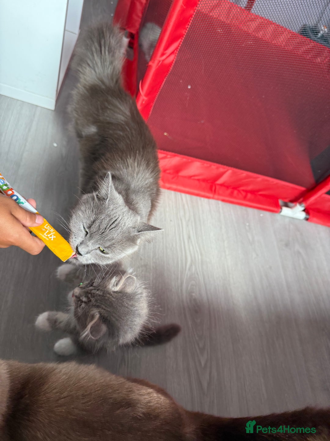 British Shorthair cats for sale: Last one left grey and white female  - Image 19