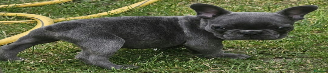 French Bulldog Puppy 2