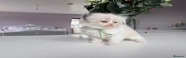 Ragdoll Kitten 2