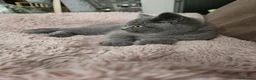 British Shorthair cats for sale: British Shorthair chunky girl  - Advert 9