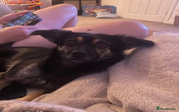 Mixed Breed dogs for sale: Penny the Crossbreed - Image 4