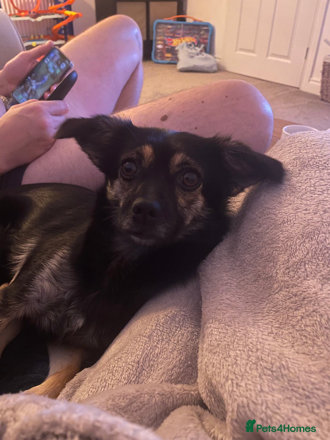 Mixed Breed dogs for sale: Penny the Crossbreed - Image 4