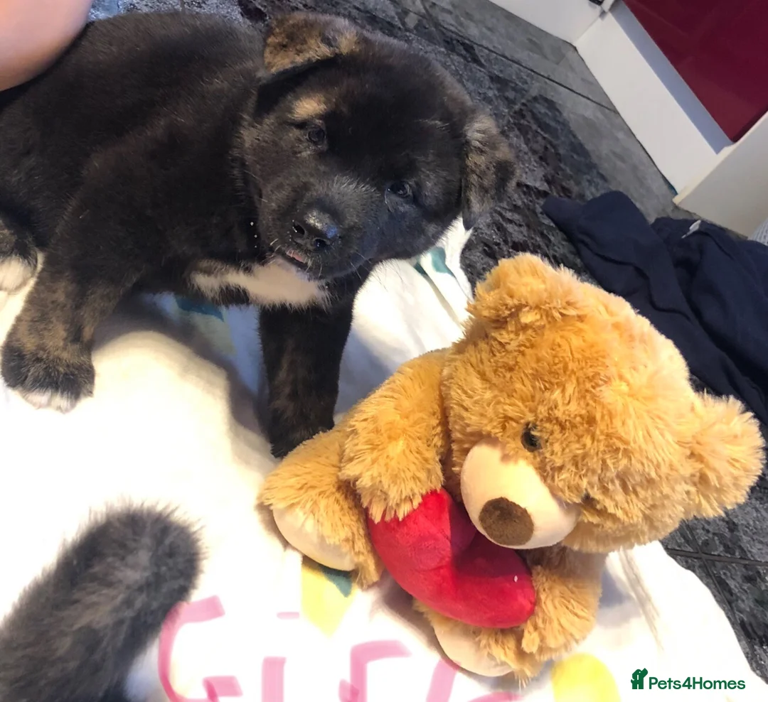 Akita dogs for sale: Big bear faced American Akitas - Advert 2