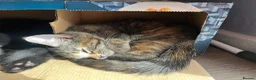 Maine Coon cats for sale: Half Maine coon (Last lady) - Advert 10