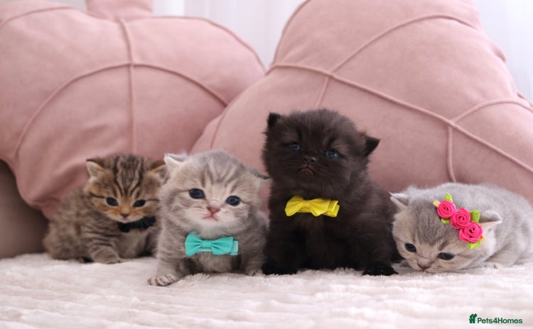 British Shorthair cats - Advert 10