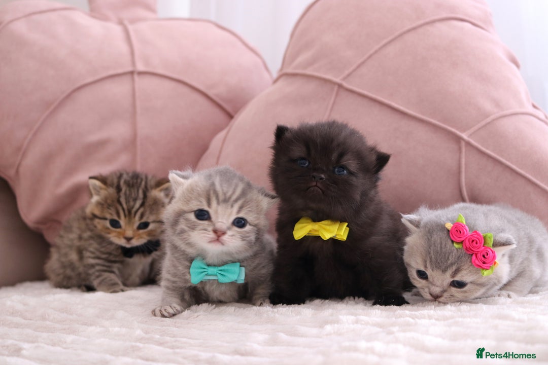 British Shorthair cats for sale: 🎄 British Shorthair - Ready 21 December - Image 1