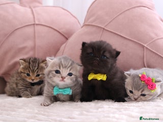 British Shorthair cats - Advert 30