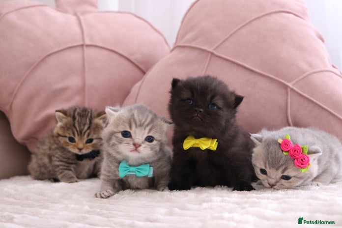 British Shorthair cats - Advert 5