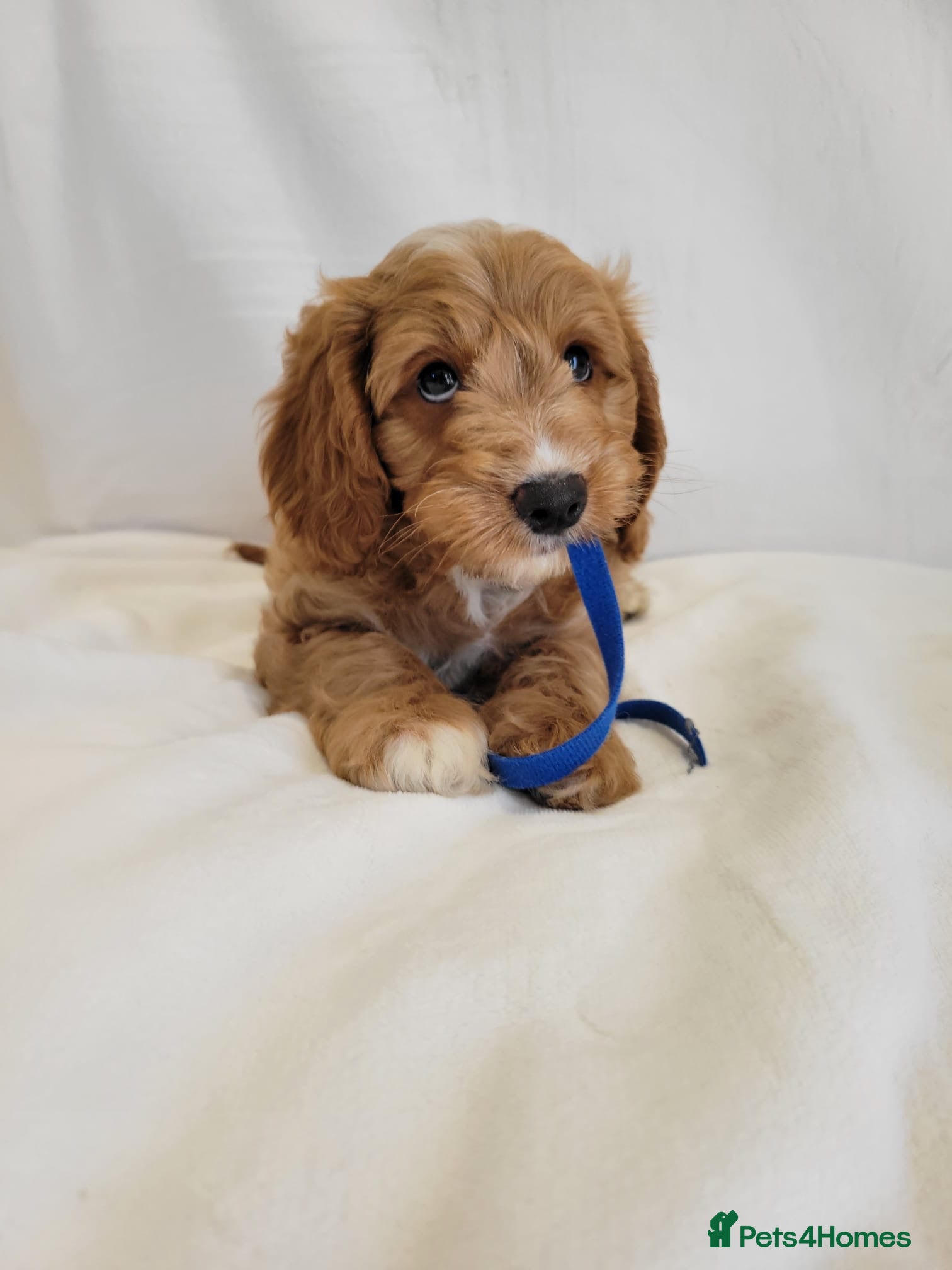 Cavapoo dogs Fox red stunning cavapoo puppies  - Advert 9