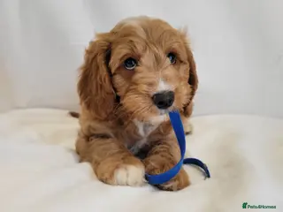 Cavapoo dogs Fox red stunning cavapoo puppies - Advert 9