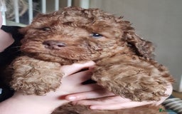 Cockapoo dogs for sale: red sable merle boy left 💜 - Image 32