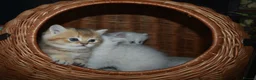 British Shorthair cats for sale: PureBred British Shorthair Kittens ready Easter! - Advert 16