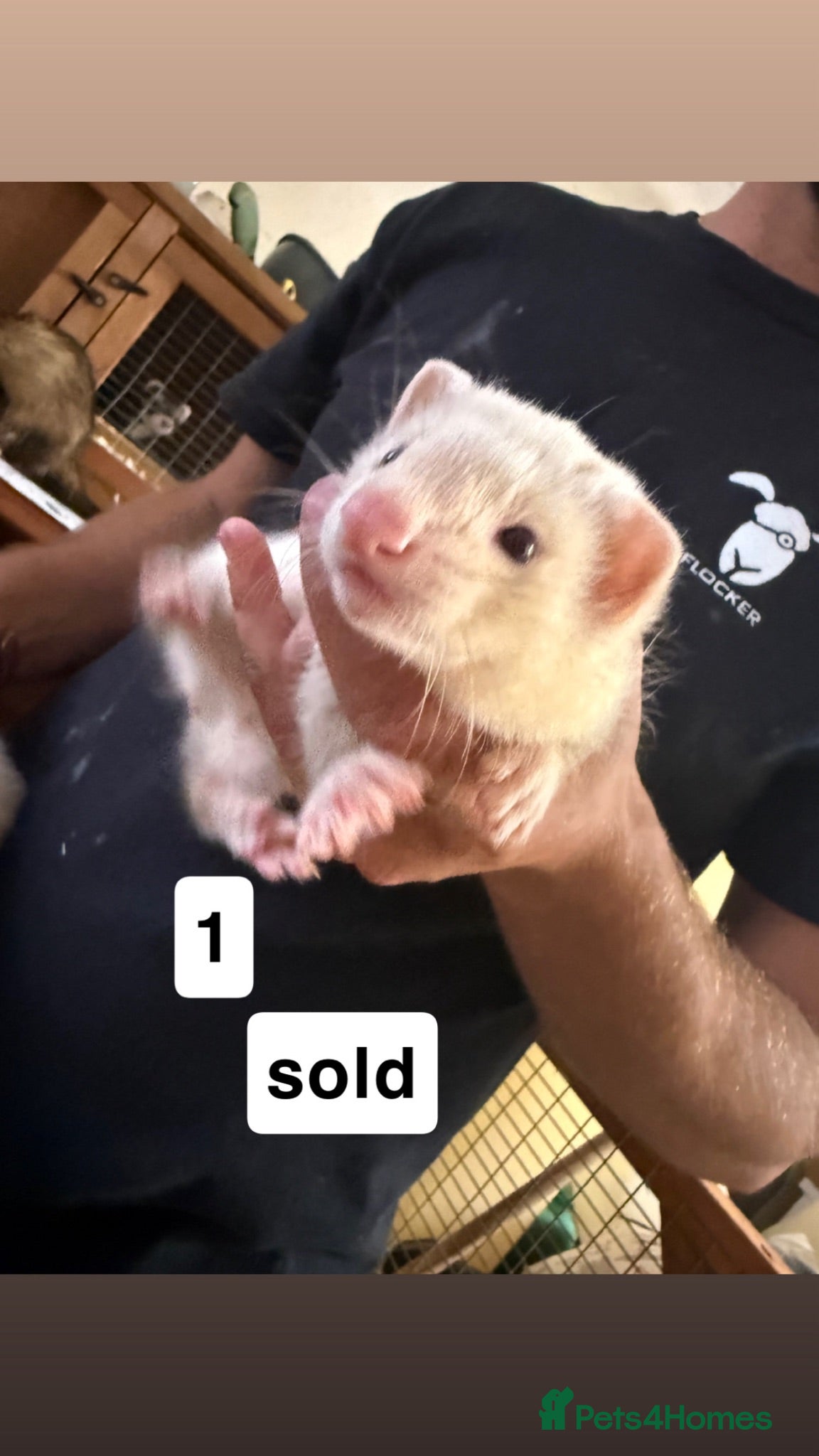 Ferret rodents ferret kits for sale  - Advert 19
