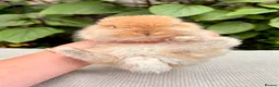 Mini Lop rabbits for sale: Mini Lop Baby 🌸 - Advert 3