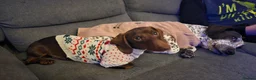 Miniature Dachshund dogs for sale: 9 month old miniature dachshund male in Malvern - Advert 9