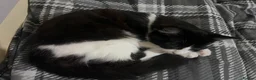 Mixed Breed cats for sale: Black and white small cat  - Advert 3