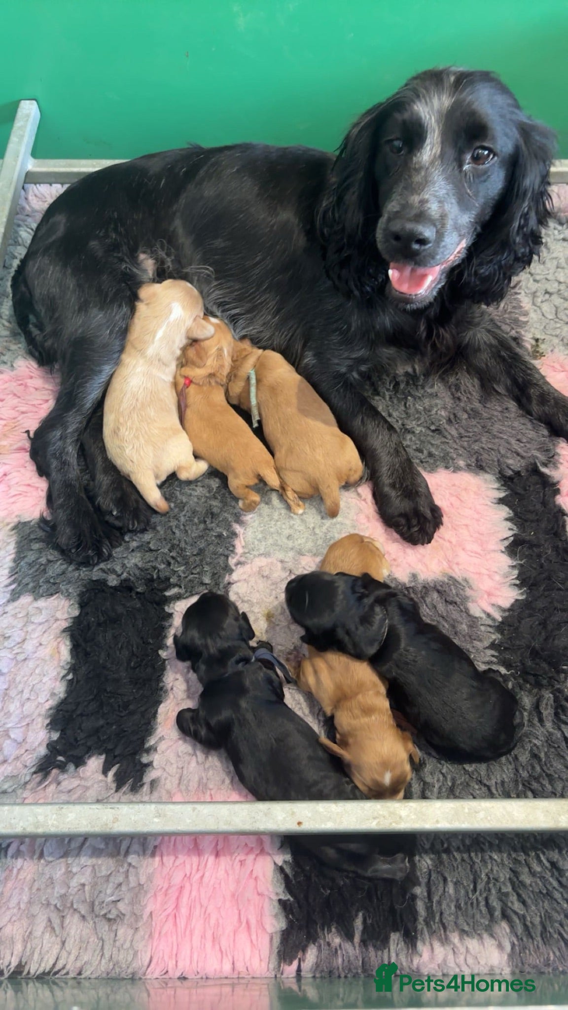 Cocker Spaniel dogs Kc health tested working cocker pups - Advert 15