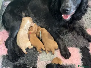Cocker Spaniel dogs Kc health tested working cocker pups - Advert 15