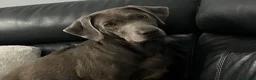 Labrador Retriever dogs for sale: Beautiful KC silver Labrador  - Advert 6