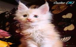 Maine Coon cats for sale: TICA Registered Kittens for Sale  - Image 8