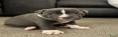 Staffordshire Bull Terrier 1