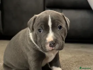 Staffordshire Bull Terrier dogs Beautiful staffy pups - Advert 5