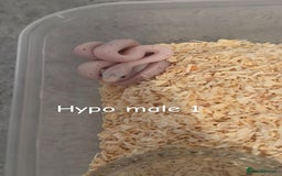 Corn Snake reptiles for sale: Hypo Cinder Palmetto babys - Image 1