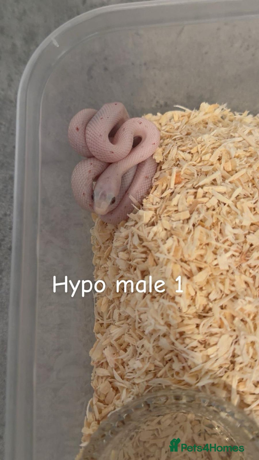 Corn Snake reptiles for sale: Hypo Cinder Palmetto babys - Image 1