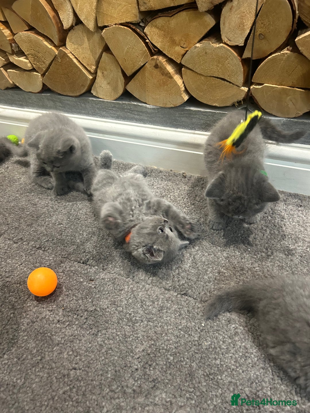 British Shorthair cats for sale: Pedigree Blue British Shorthair 💙💙💙💗💗💗💗 - Image 9