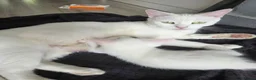 Mixed Breed cats for sale: 🔹️🔸️🔹️Kittens🔸️domestic cat x Ragdoll 🔹️🔸️ - Advert 24