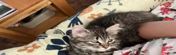 Siberian cats for sale: Siberian girl - Advert 4