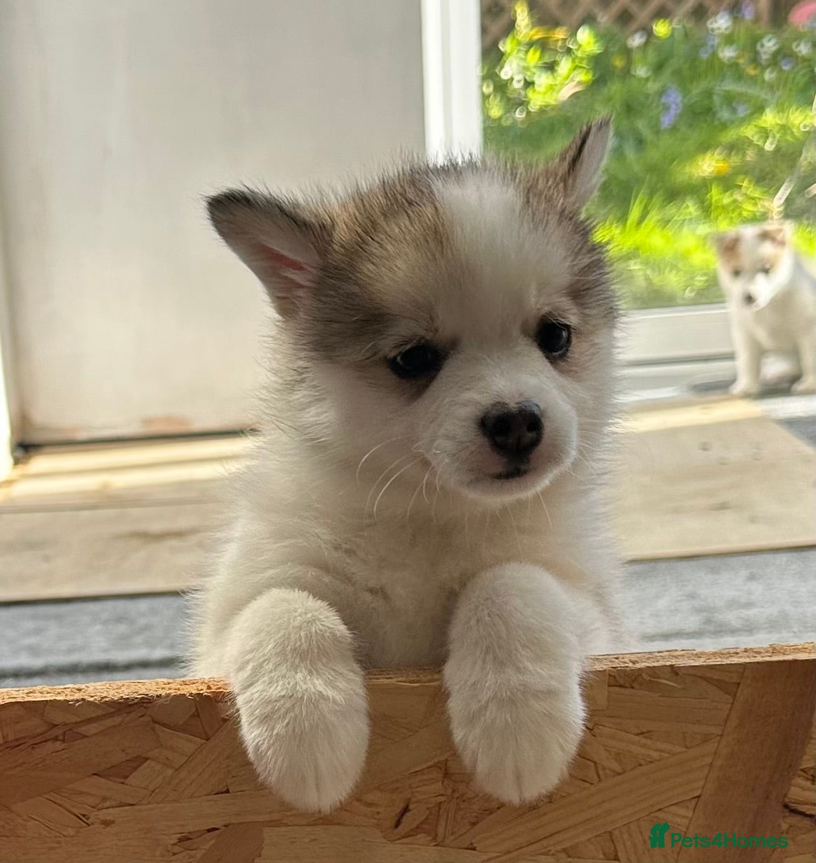 Pomsky dogs Last 2 boy F3 Pomsky pups / perfect husky markings - Advert 11