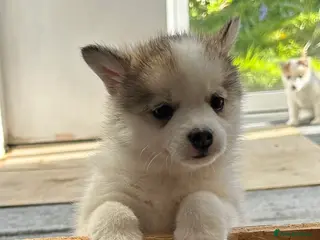 Pomsky dogs Last 2 boy F3 Pomsky pups / perfect husky markings - Advert 18