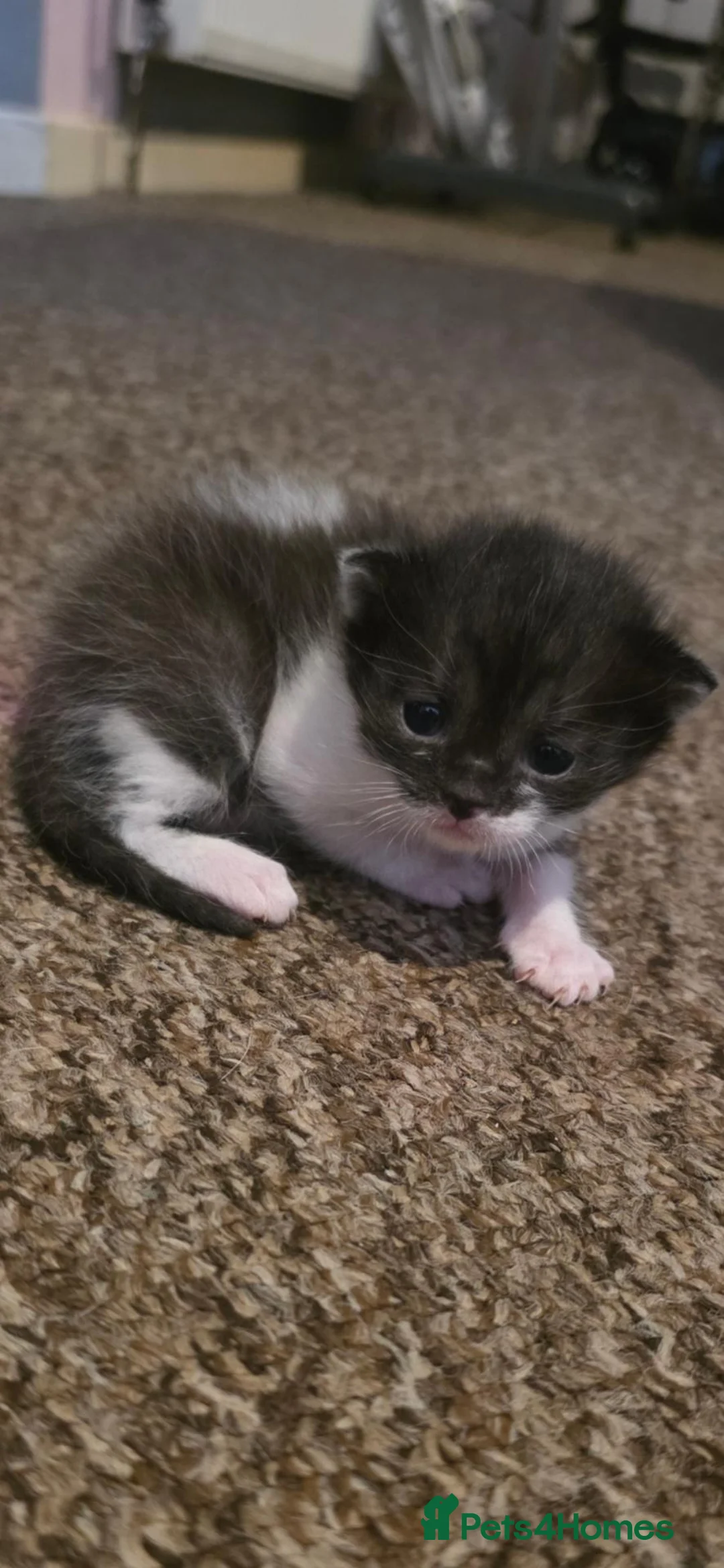British Shorthair cats for sale: 2 gorgeous female kittens  in Southampton - Advert 4