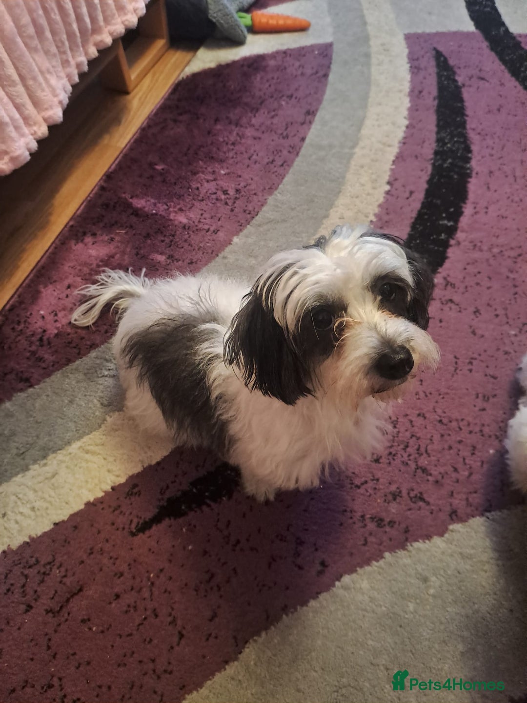 Mixed Breed dogs for sale: Bichon lady -A gorgeous and obedient lady (Fufy) - Advert 2