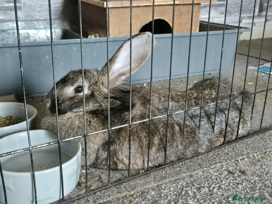 Mixed Breed rabbits for sale: Female mini lop/lion head/continental rabbit - Advert 3