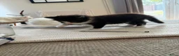 Mixed Breed cats for sale: Ragdoll X 2 longhair Blk and white ready now  - Advert 11