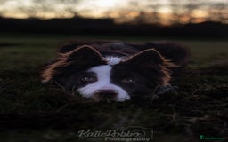Border Collie dogs for stud: Chase - red & white BC for stud - Image 2