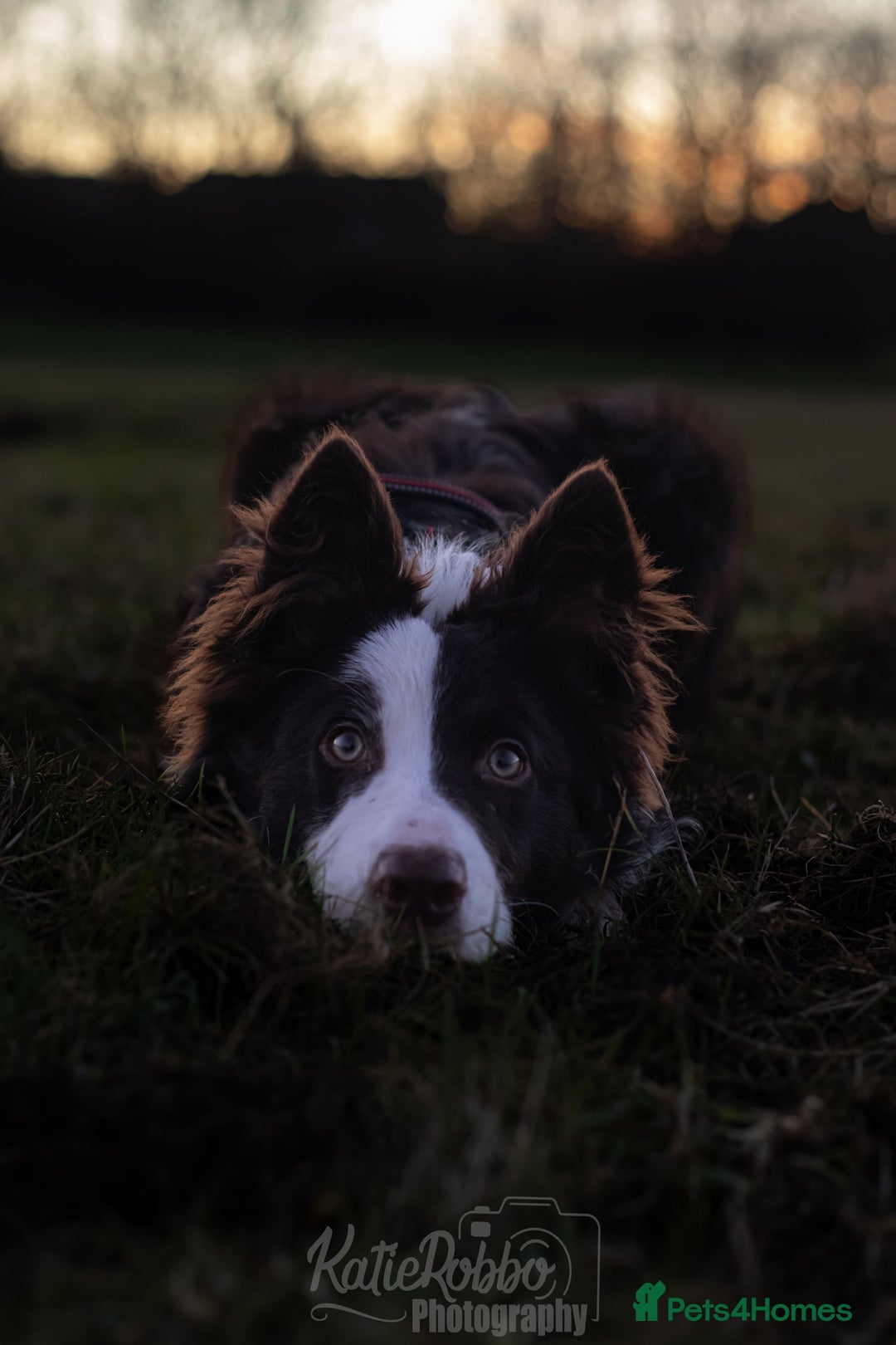 Border Collie dogs for stud: Chase - red & white BC for stud - Image 2