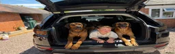 Rhodesian Ridgeback dogs for sale: Bred for beauty. Build and temperament. in Market Drayton - Advert 9