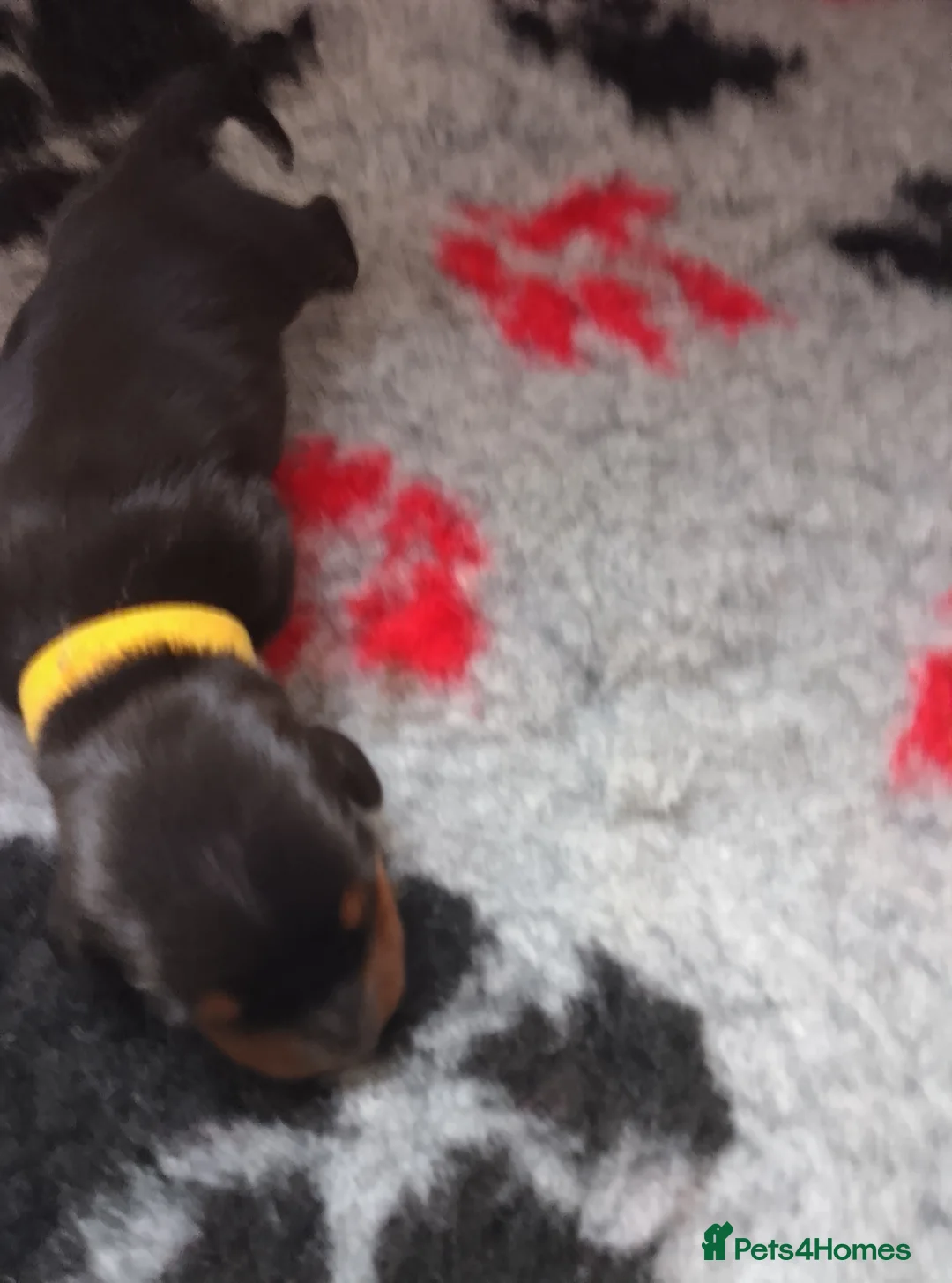Miniature Dachshund dogs for sale: Miniature dachshund  - Advert 2