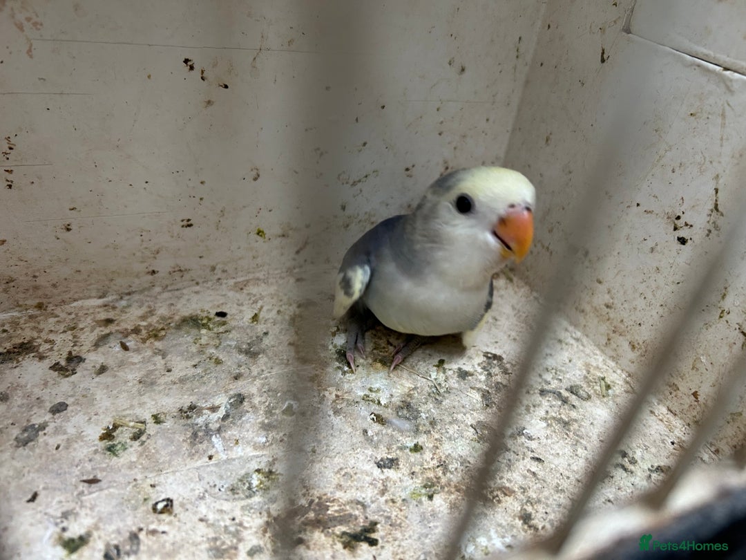 Lovebirds birds for sale: Lovebird for sale, all in good health  - Image 6