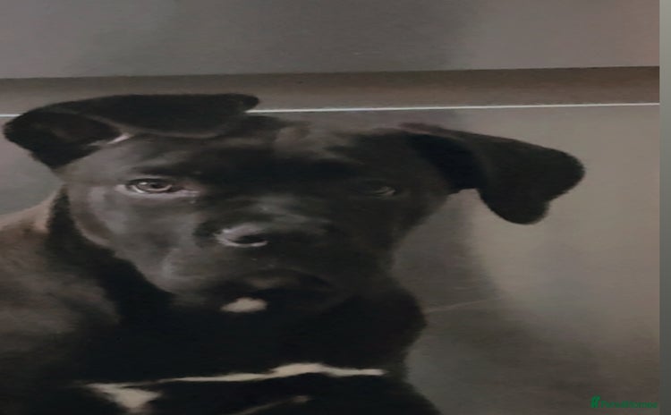 Cane Corso dogs - Advert 3