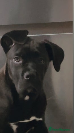 Cane Corso dogs - Advert 3