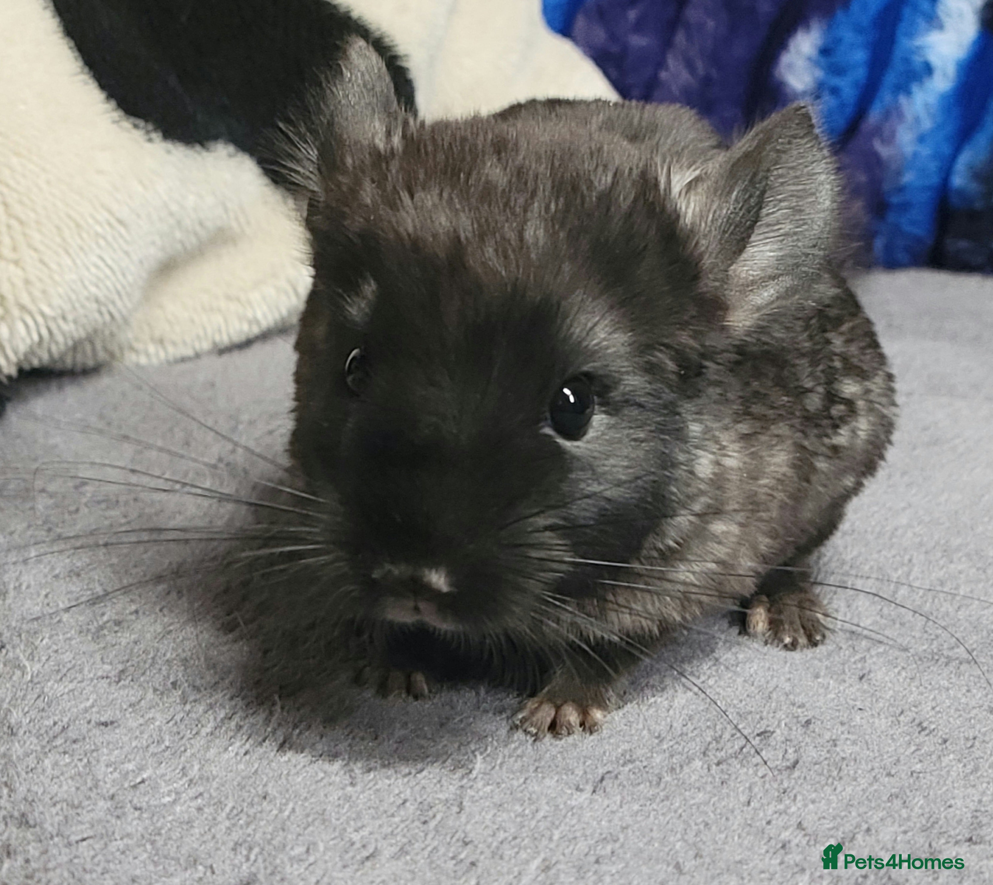 Chinchilla rodents baby female chinchillas - Advert 2